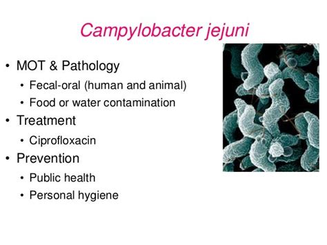 5 - Bacteria Pathogens