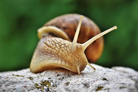 snail, shell, mollusk, probe, mucus, crawl, slowly, casing, animal, nature | Pxfuel