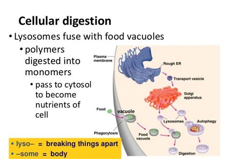 Vacuoles and Lysosomes