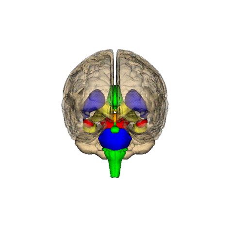 3-D Brain Images