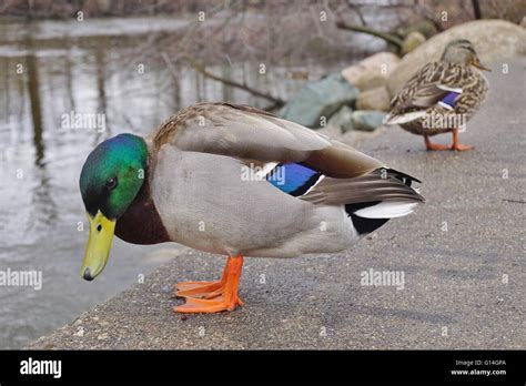 A male mallard duck with green head Stock Photo - Alamy