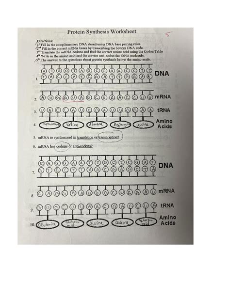 Protein Synthesis Worksheet - Fill in the correct mRNA bases transcribing the bottom DNA code ...