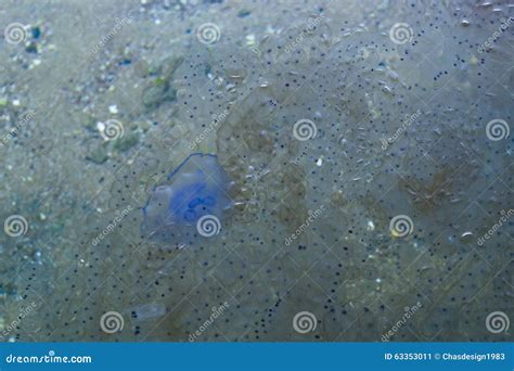 Fried Egg Jellyfish in Natural Habitat, Sharm El Sheikh Stock Image ...