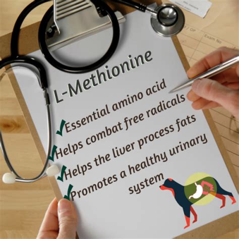 Benefits of L-Methionine for Dogs | NuVet Natural Pet Supplements