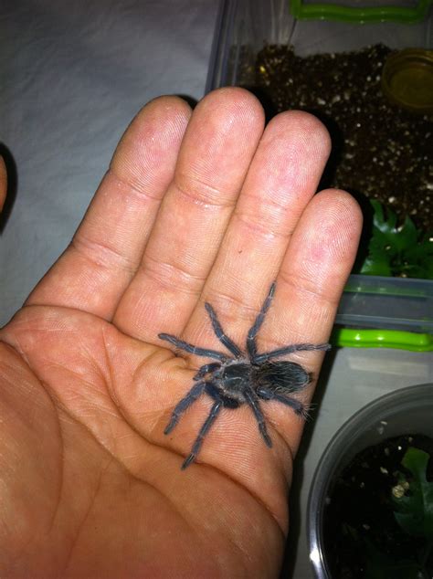 Poker Nights with Tarantulas: Care Sheet: Lasiodora parahybana - Salmon Pink Birdeater