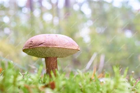 Premium Photo | Saffron milk cap lactarius deliciosus mushroom aka red pine mushrooms aka ...