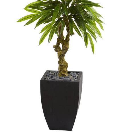 5.5ft. Potted Mango Tree in Decorative Black Planter | Trees & Floor Plants | Michaels