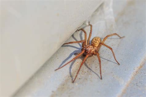 Washing Spiders Down The Drain: Here’s What Happens - Pest Pointers