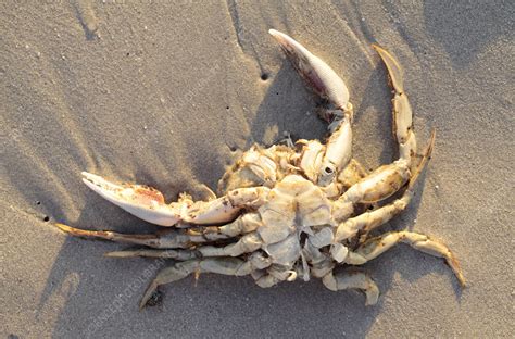 Dead crab - Stock Image - C026/3948 - Science Photo Library