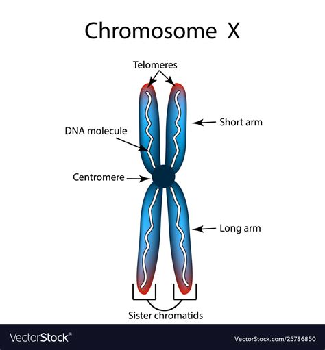 Structure Of A Chromosome Labeled