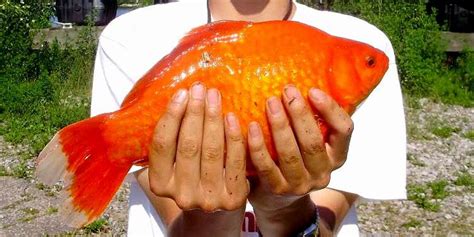 Giant Goldfish Are Taking Over The Water In Toronto - Narcity