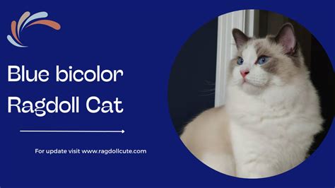 Blue Bicolor Ragdoll Cat: Personality, Traits, Characteristics & ( With Pictures) - Ragdoll cute