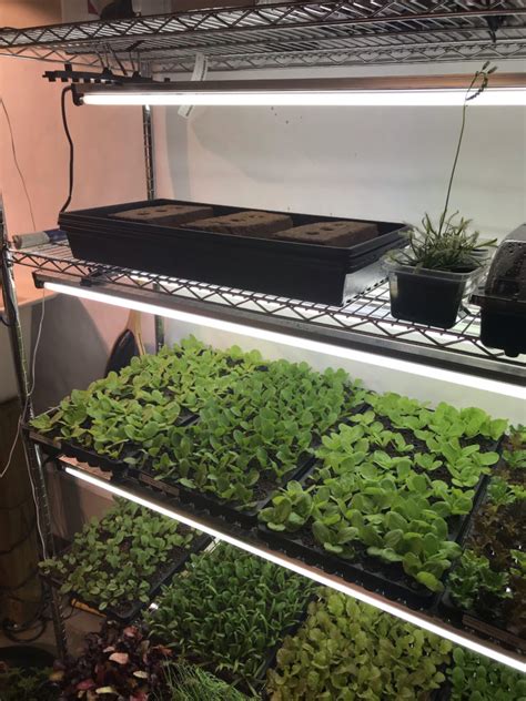 Growing Microgreens Indoors – It’s Easier Than You Might Think!