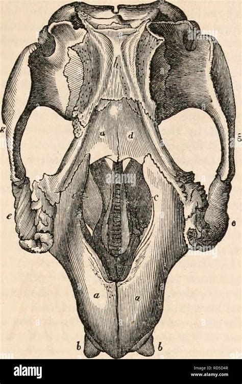 Dugong anatomy hi-res stock photography and images - Alamy