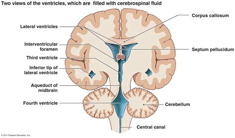 coronal view ventricles | Brain diagram, Brain anatomy, Skull anatomy