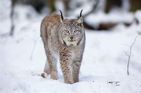 Download Animal Lynx HD Wallpaper