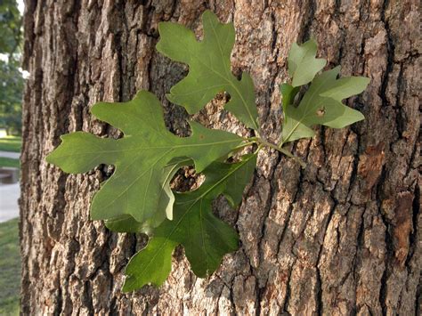 Quercus stellata (Fagaceae) image 29765 at PhytoImages.siu.edu