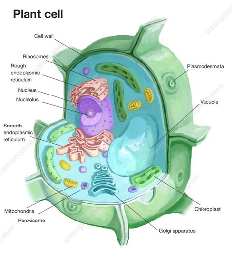 Chloroplast In Animal Cell