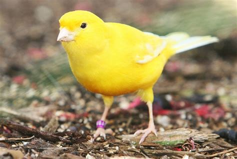 Yellow Canary Facts, Pet Care, Behavior, Diet, Price, Pictures | Singing Wings Aviary