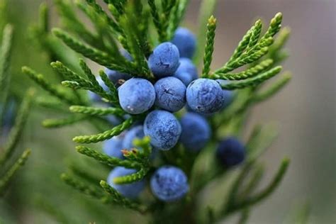 Gin Juniper Berries Seed Packet | Etsy