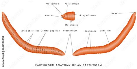 Morphology of earthworm. External anatomy of an earthworm. Annelid (segmented worm) anatomy ...