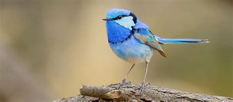 The Splendid Fairywren | Critter Science