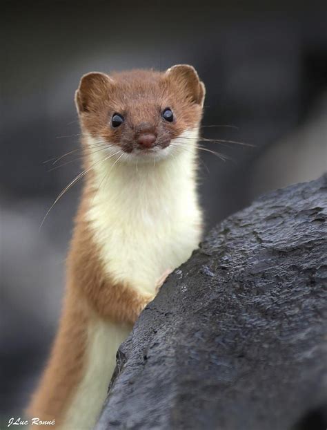 PORTRAIT D'HERMINE by Jean Luc Ronné on 500px | Cute animals, Baby animals, Cute ferrets