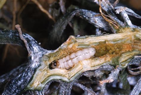 Squash Vine Borer: How to Prevent and Get Rid of Squash Vine Borers ...