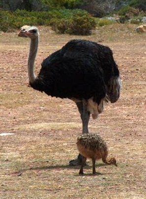 The African Ostrich is the world’s biggest bird in every way. The biggest ostriches live in ...