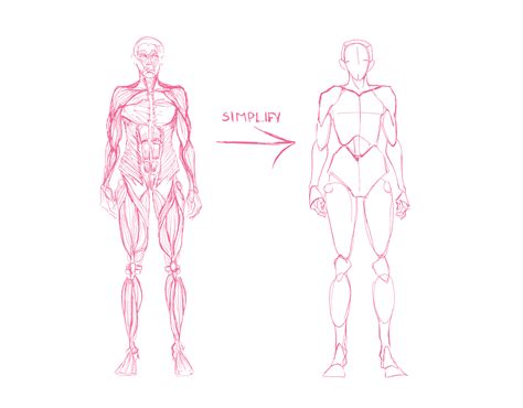 anatomy doll for drawing Online Sale, UP TO 64% OFF