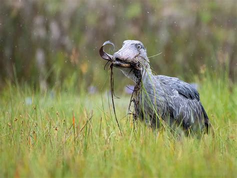 Are Shoebills Dangerous? (All You Need To Know) | Birdfact