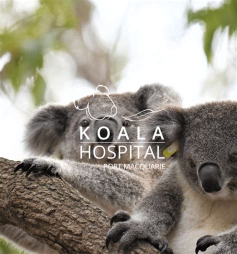 Case Study - Koala Hospital - MyWork