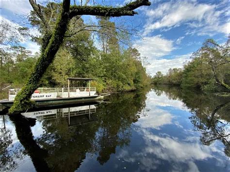 Manchac Swamp Tour with Optional Transportation from New Orleans ...