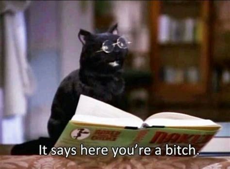 Salem from Sabrina the Teenage Witch | Funny memes, Funny quotes, Movie quotes