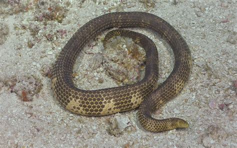 Incredibly rare short-nosed sea snake re-discovered after 23 years - Australian Geographic