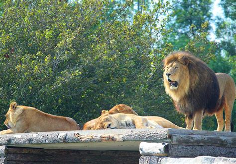 African Lion Safari in Ontario