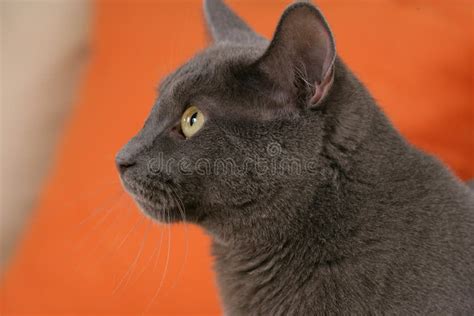 Cat looking sideways up stock image. Image of shorthair - 40457061