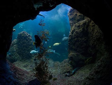 cave, sea, underwater, water - image #204631 on Favim.com | Beneath the sea, Underwater, Life ...