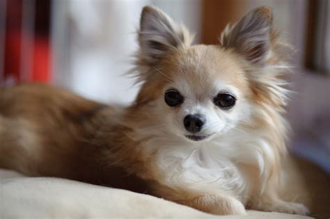 Chihuahua dogs pictures | cute puppy pictures | cute dogs pictures | cute dog pictures | cute ...