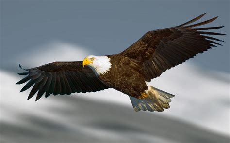 Flying Eagle Wallpaper ·① WallpaperTag