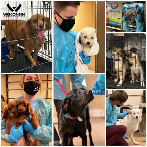 Wisconsin Humane Society takes in 92 dogs rescued from Iowa breeder