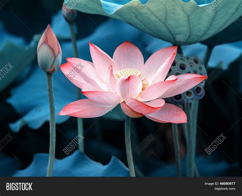 Blooming Lotus Flower Image & Photo (Free Trial) | Bigstock