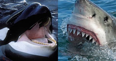 do orca whales eat great white sharks Whale killer attacks whites ...