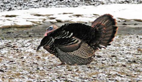 Spring Turkey Hunting Tips | OutdoorHub