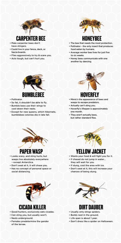 Carpenter Bees in New Jersey Solutions | Viking Pest Control