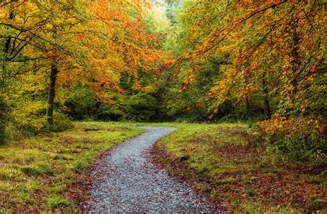 forests, Autumn, Trail, Nature Wallpapers HD / Desktop and Mobile Backgrounds