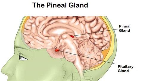 Common Facts about Pineal Gland – New Life Ticket