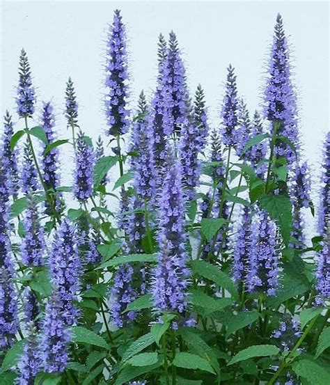 Agastache Seeds - Giant Hyssops - Perennial Flower Seeds