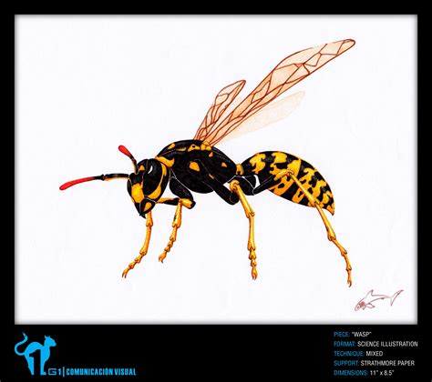 A wasp is any insect of the order Hymenoptera and suborder Apocrita that is neither a bee nor an ...