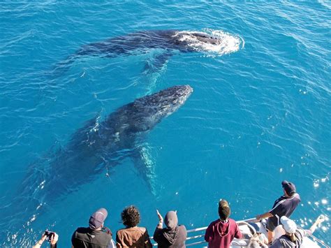 Whale watching Hervey Bay | The Courier Mail